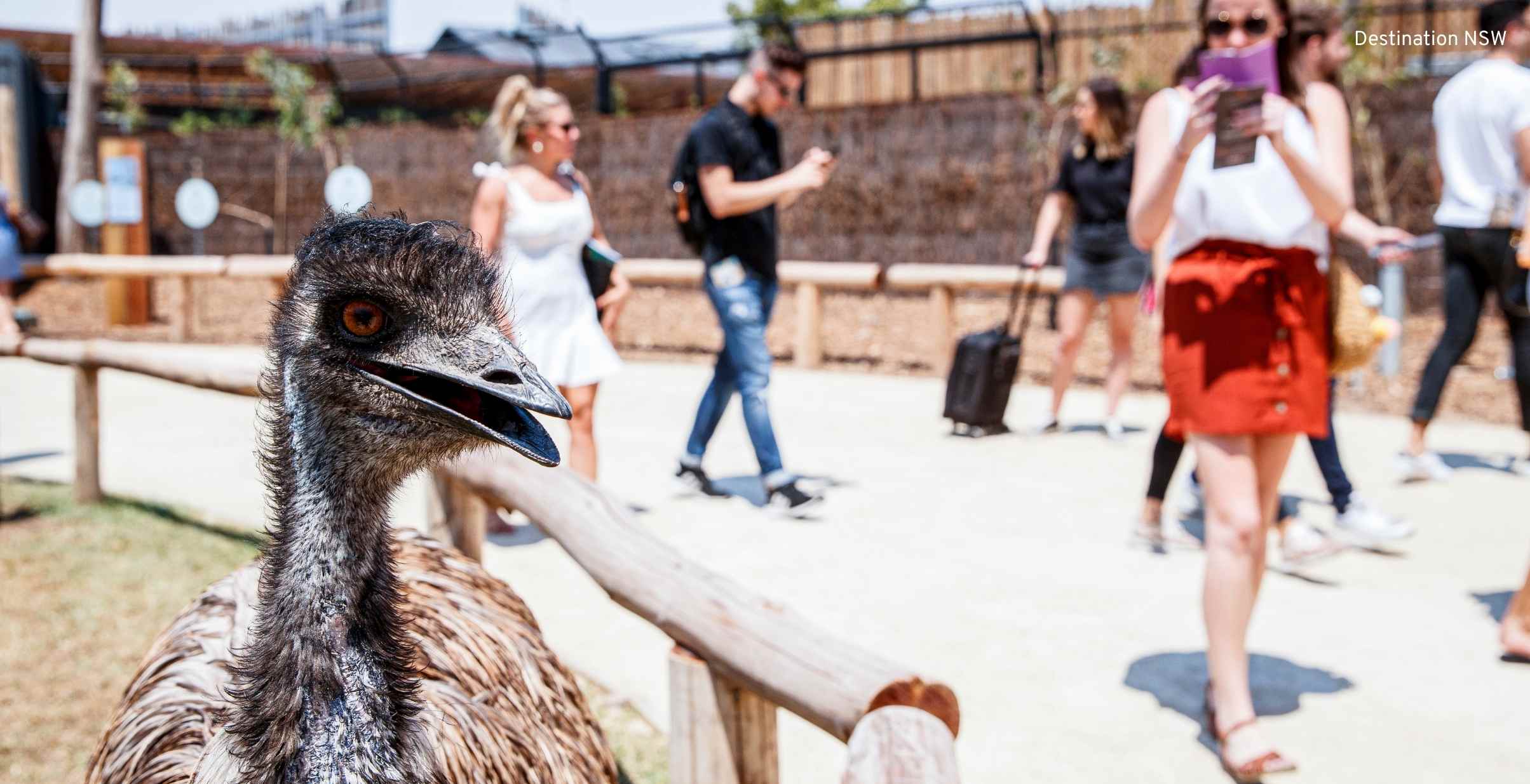 Woman taking photo of Emu at Zoo