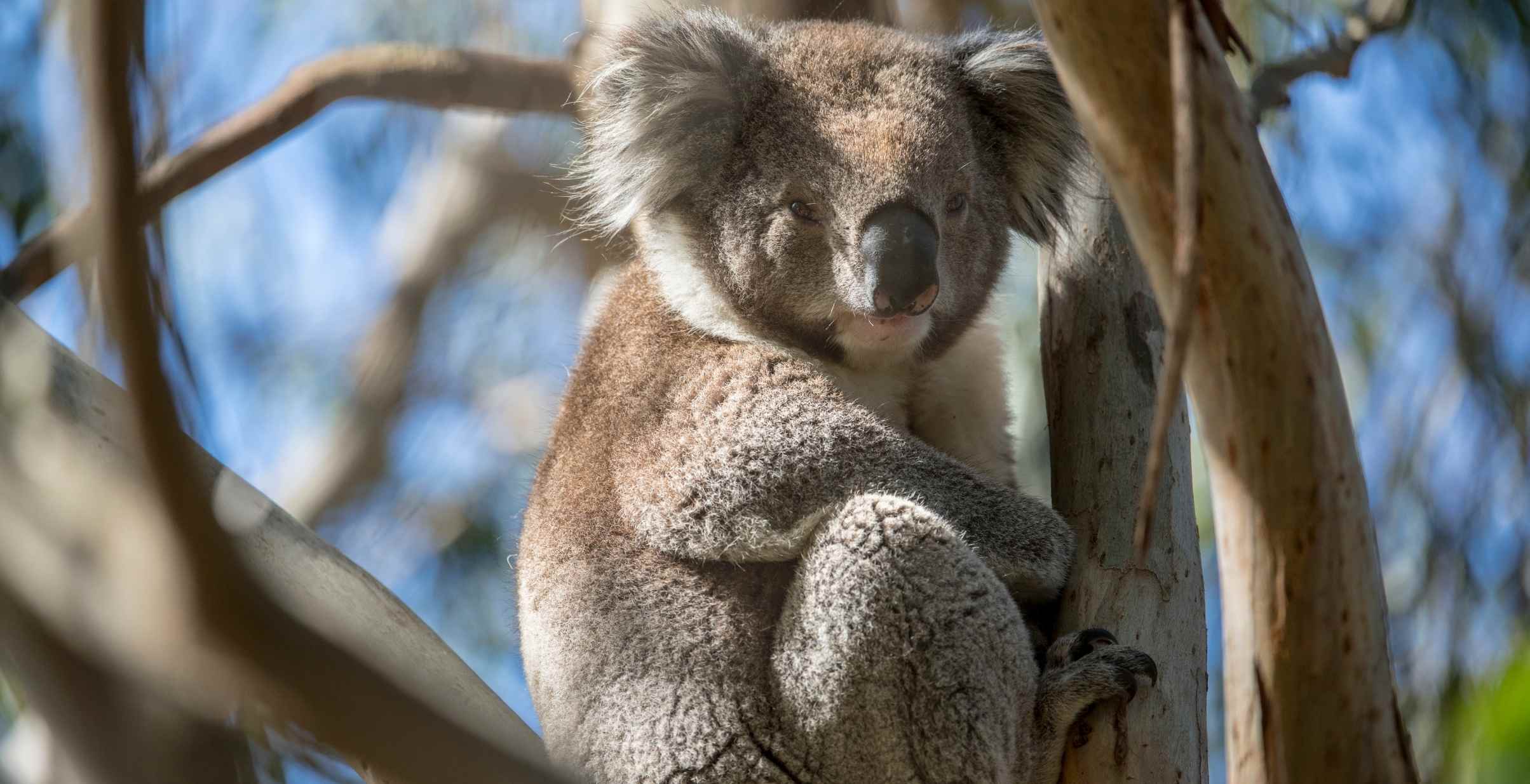 Koala Bear sitting in Tree