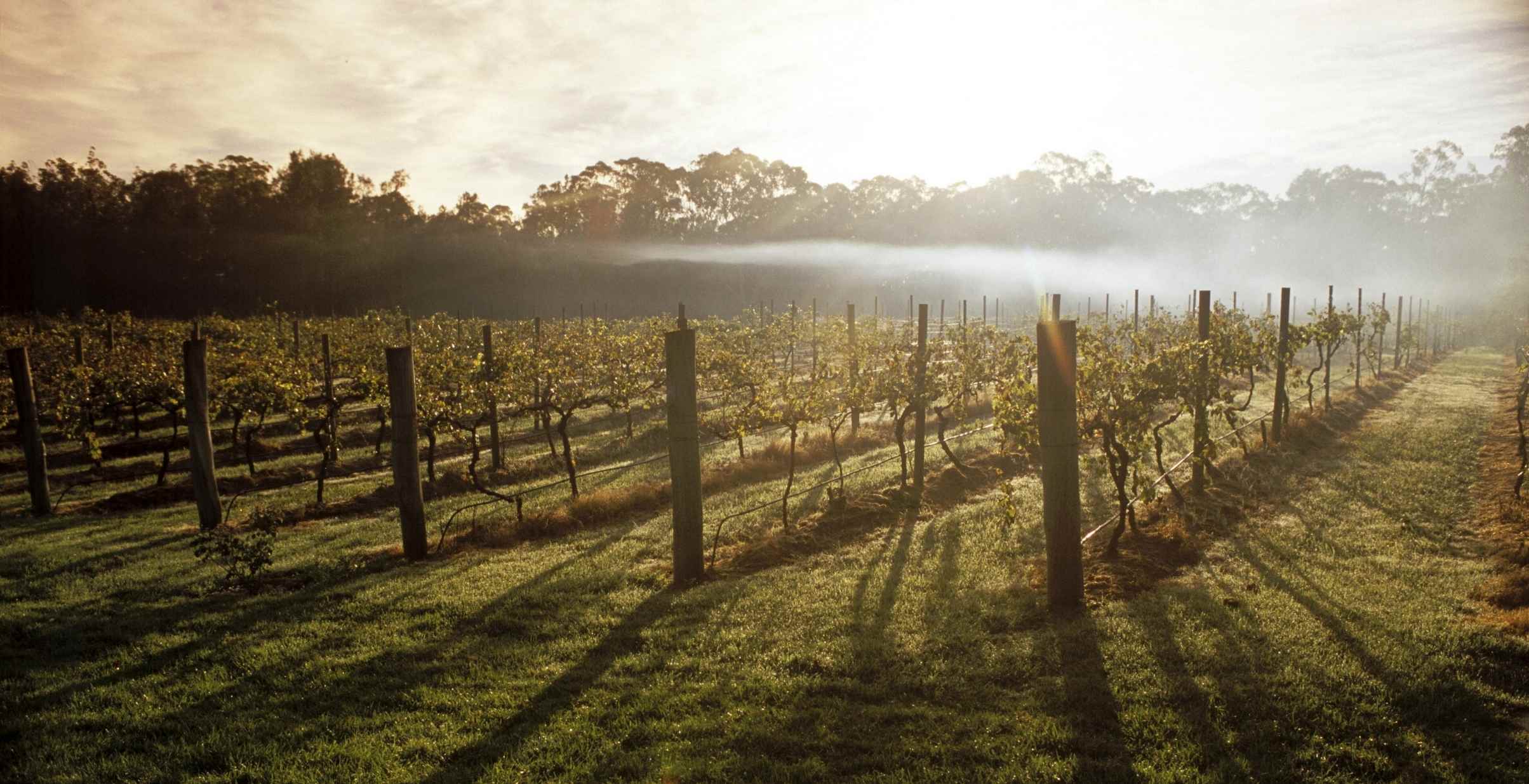 Sun comingthrough a clearing fog over a winery in the Hunter Valley.
