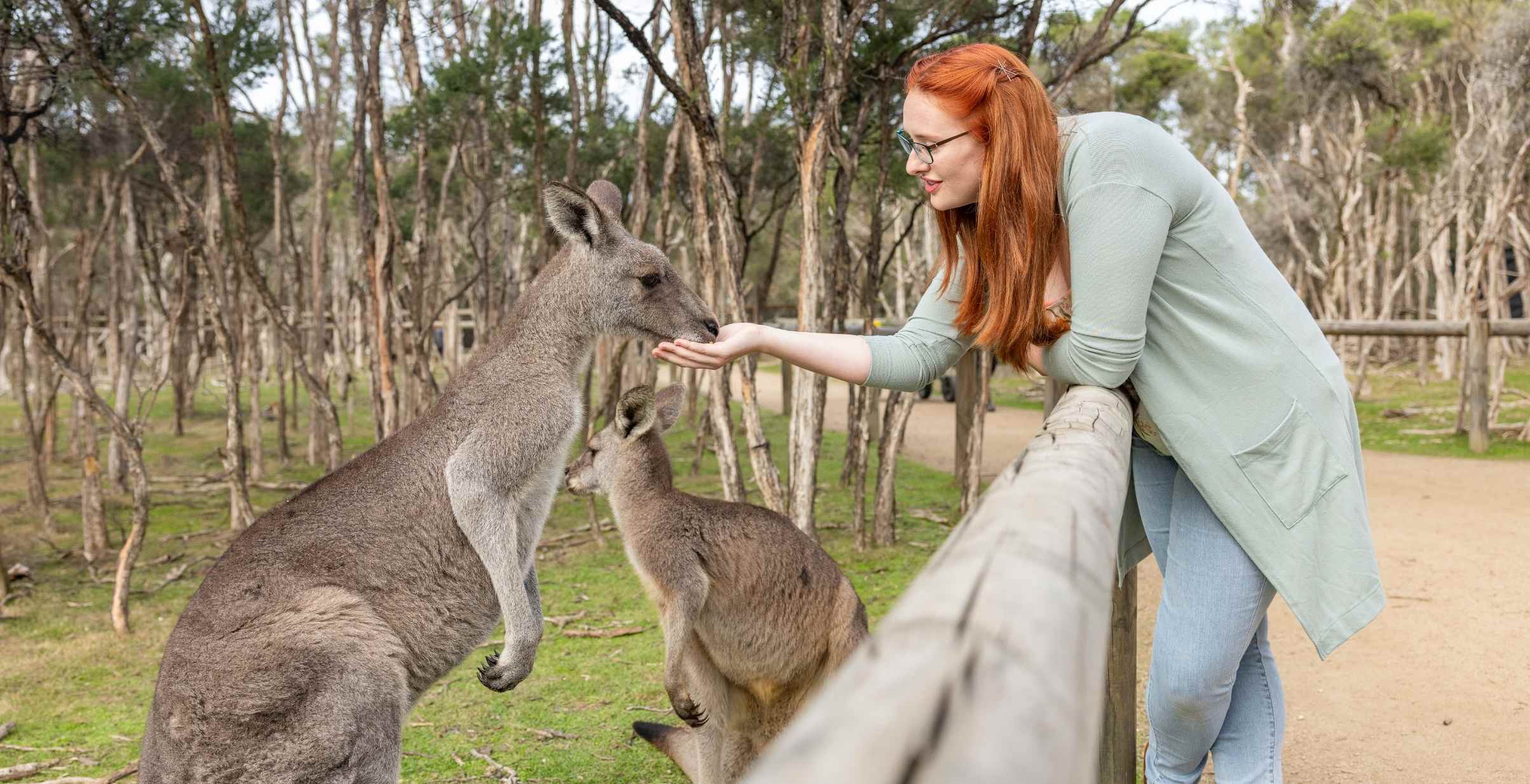 Woman with red hair patting kanagroo in convervation park.