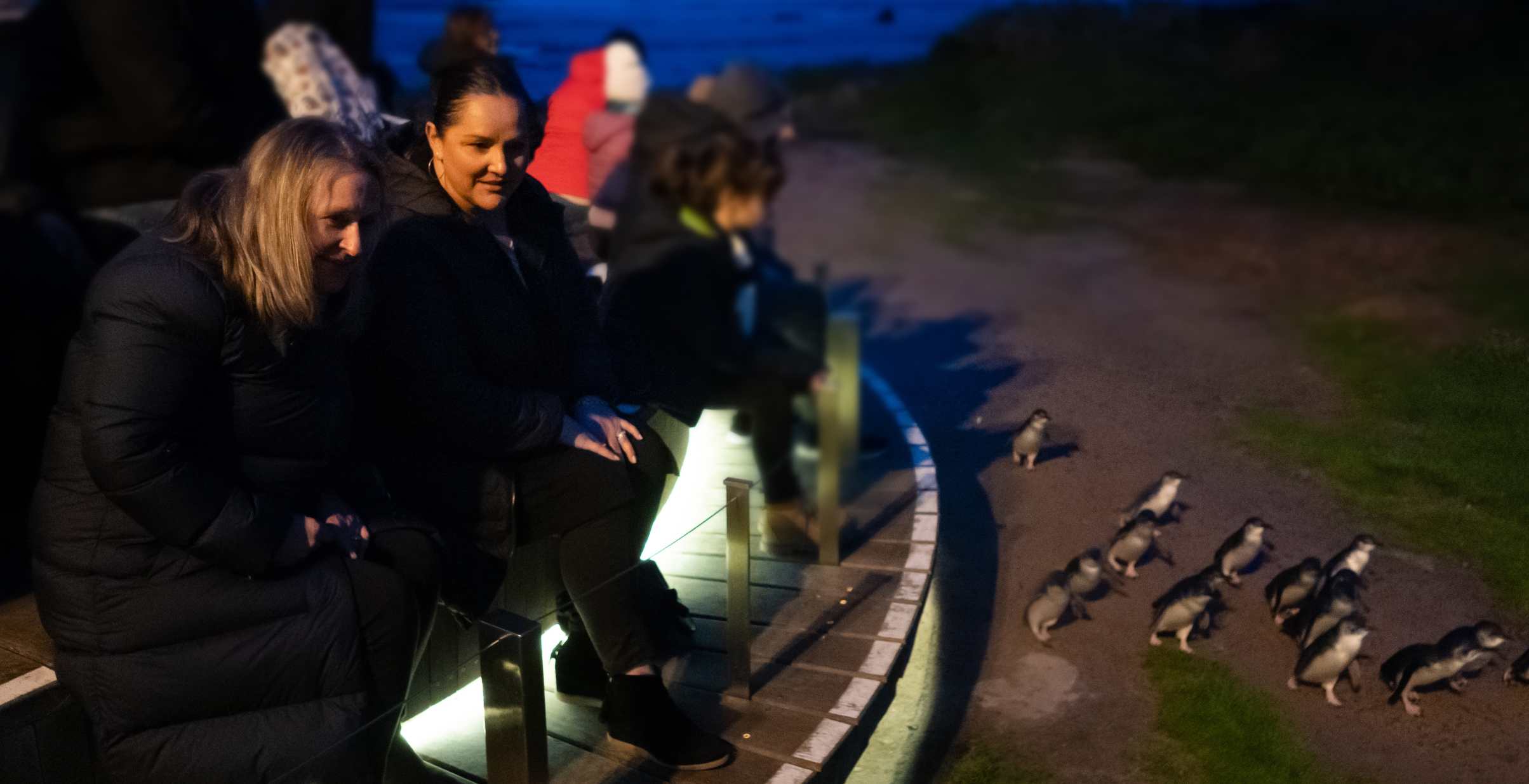 People watching penguins match home after dusk from viewing platform on Phillip Island