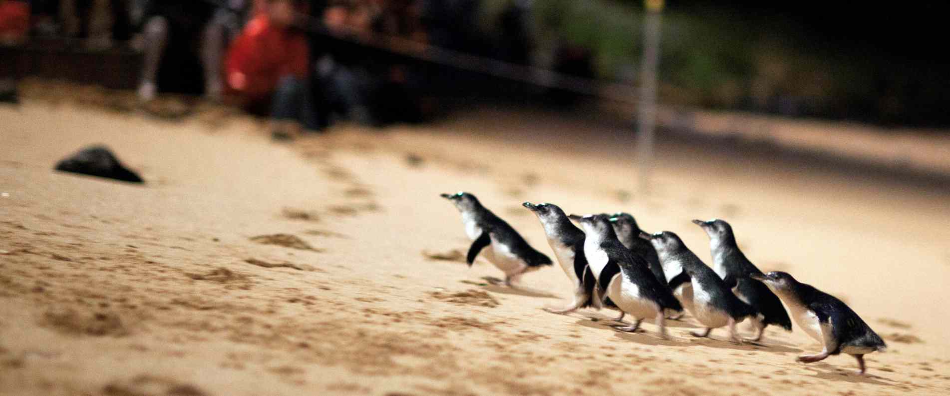 Small Fairy Penguins making their way up a sandy beach at night with crowds watching in the background.