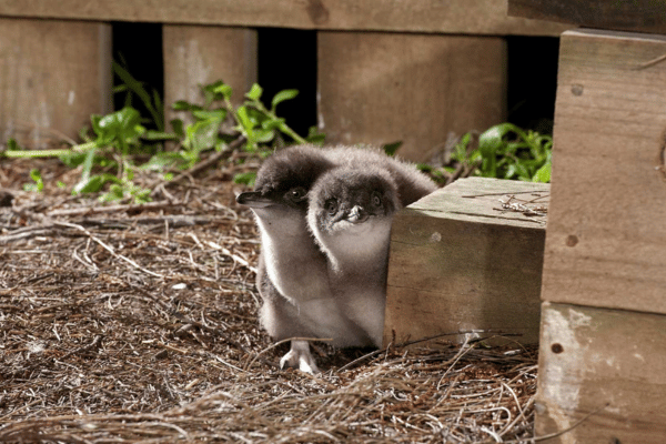 Penguins on phillip island