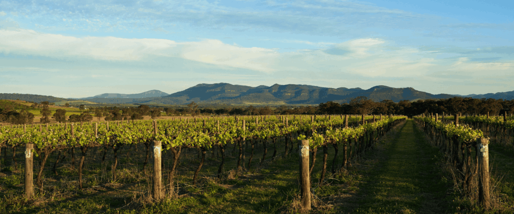 Field with vineyards in straight lines