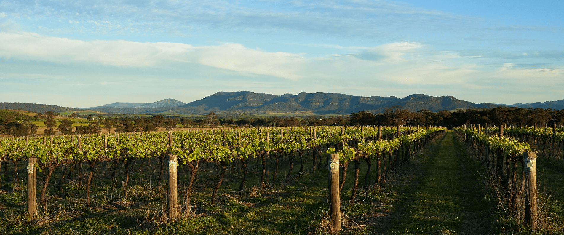 Field with vineyards in straight lines